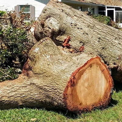 2021 Tree Removal Cost Calculator - Woodbridge, Virginia - Manta